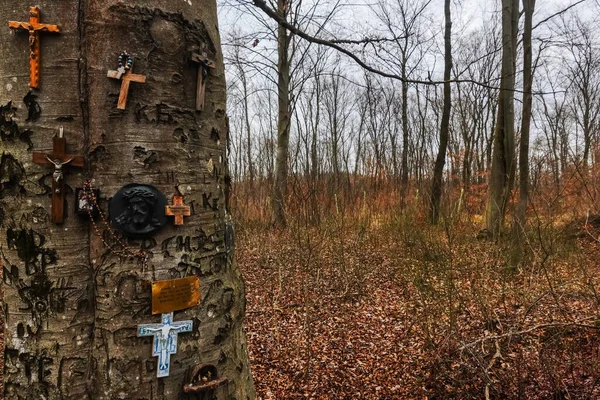 lot of crosses and carved signs on a tree in a forest