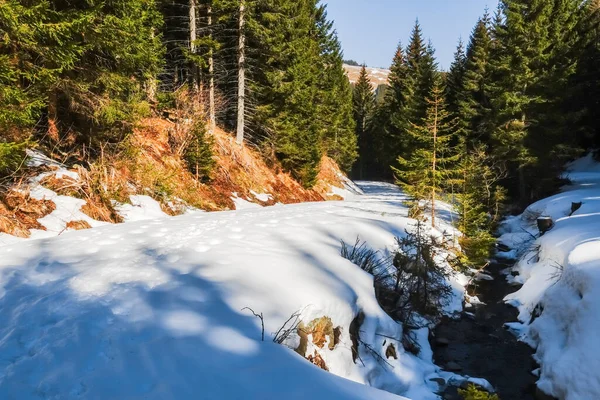 Camino Con Nieve Huellas Bosque Con Sol Primavera — Foto de Stock