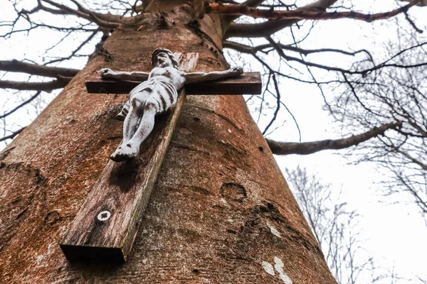 从下面看森林里的一棵树上 只有一个带有耶稣的木制十字架 — 图库照片