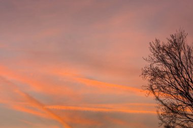 Kışın bir ağaçla günbatımında gökyüzünde renkli kırmızı bulutlar.