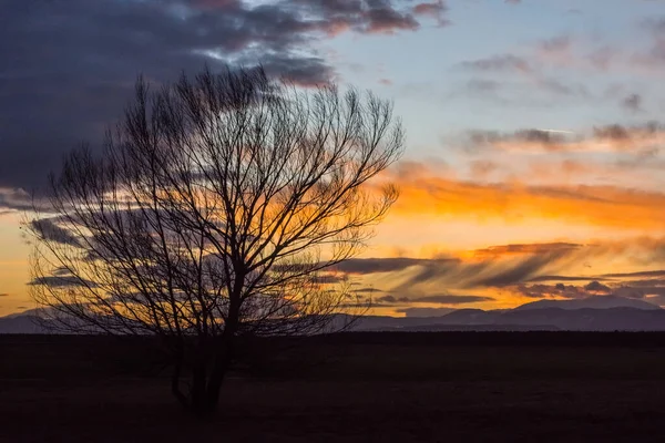 Czarne Pojedyncze Drzewo Płaski Krajobraz Niesamowitym Kolorowym Zachodem Słońca Niebie — Zdjęcie stockowe