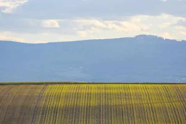 Прекрасное Зеленое Поле Закате Горами Облаками Заднем Плане — стоковое фото