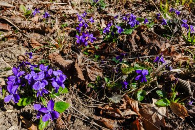 Taze kokulu çiçekler baharda bir ormanda güneşte leylak.