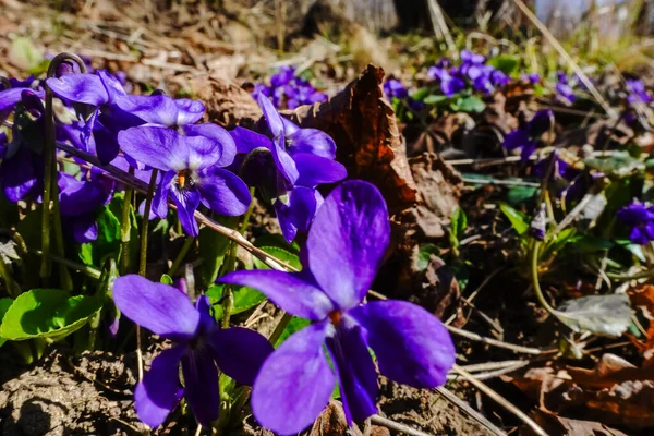 清香芬芳的百合花在阳光下绽放在森林里 在春日的细景下 — 图库照片