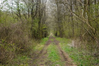 Baharda bir avcı için yüksek koltuklu yeşil bir ormanda uzun bir yol.