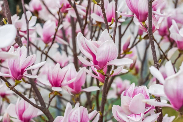 Muitas Flores Rosa Maravilhosas Arbusto Magnólia Visão Detalhe Primavera — Fotografia de Stock