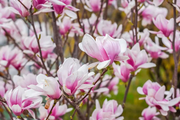 春と庭のマグノリアの低木からの素晴らしい花 — ストック写真