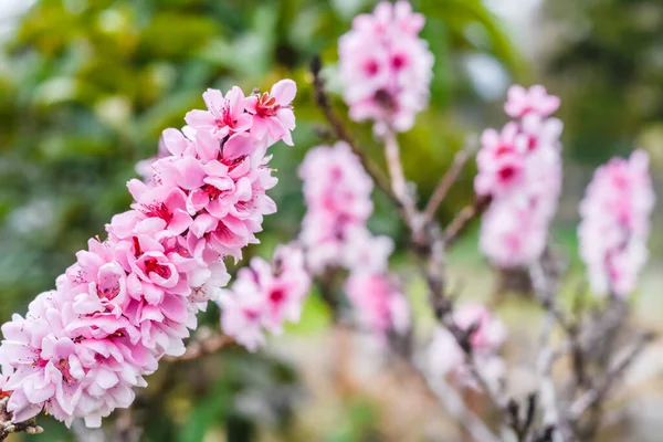 花园里的桃树丛中绽放出奇异的粉色花朵 — 图库照片