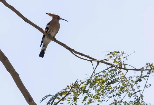 Upupa Uccello Seduto Ramo Albero Tamarindo Bastardo Egitto — Foto Stock