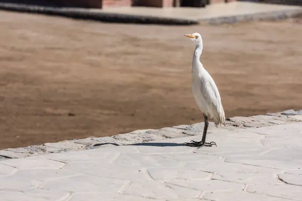 Single Baby White Egret Standing Path Resort Egypt — Stock Photo, Image