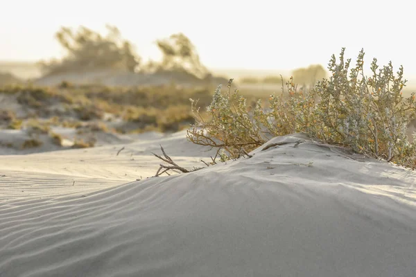 Maravilhosas Dunas Areia Com Sol Durante Passeio Praia Egito — Fotografia de Stock