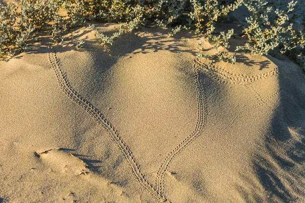 Muitos Vestígios Caranguejos Areia Morna Fina Praia Egito — Fotografia de Stock