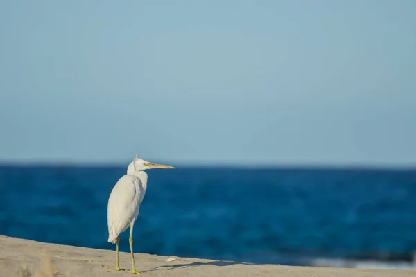 Jeden Malý Bílý Volavka Stojící Pláži Dívá Stranu Egyptě — Stock fotografie
