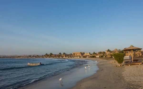 Viele Weiße Riffreiher Nach Sonnenuntergang Strand Vom Roten Meer Ägypten — Stockfoto