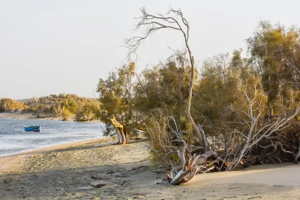 海滩上沙滩上的沙地上的老灌木和埃及海的老灌木 — 图库照片