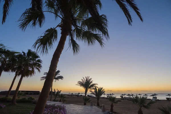 有海滩的棕榈树的极好的度假胜地 是埃及日出的好地方 — 图库照片