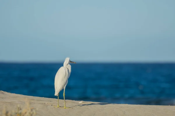 Jediný Bílý Volavka Stojící Písečné Pláži Během Bouře Dívá Moře — Stock fotografie