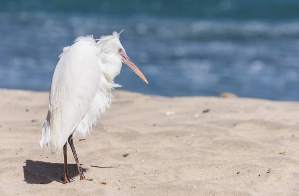 Jediný Bílý Útes Egret Stojící Písku Pláže Červeného Moře — Stock fotografie
