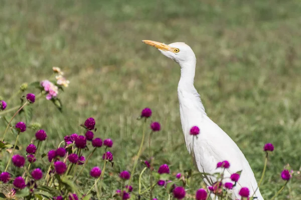 Mladý Bílý Volavka Stojící Mezi Šeříkové Květy Letovisku Egyptě — Stock fotografie