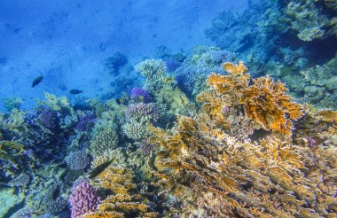 Marsa Alam Mısırda dalış sırasında denizin mavi tabanı ve renkli mercanlar