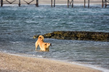 Köpek suda duruyor ve Mısır 'da sahilde yürürken esniyor.