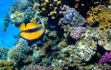 Marsa Alam Mısırdaki renkli mercanların üzerinde uçan tek bir kırmızı deniz sancak balığı.