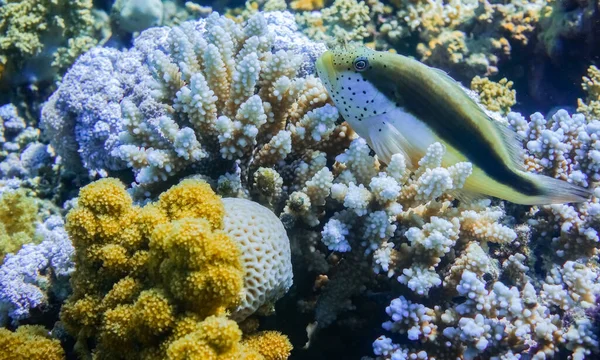 Pez Halcón Negro Acostado Sobre Corales Azules Mar Rojo Marsa — Foto de Stock
