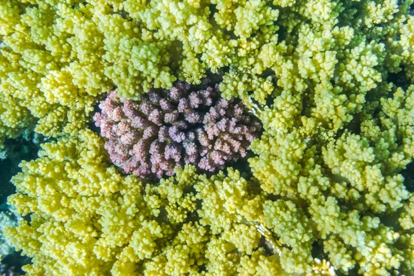 Koralowce Liliowe Między Żółtymi Koralowcami Morzu Czerwonym Marsa Alam Widok — Zdjęcie stockowe