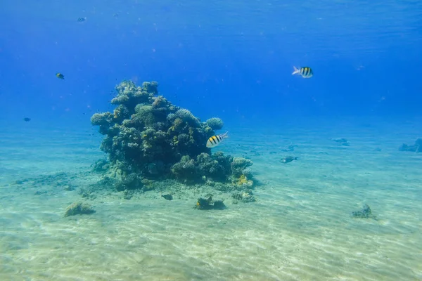 青い水のエジプトの砂の海底にサンゴと魚がいる素晴らしい小さなサンゴ礁 — ストック写真