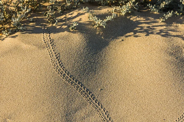 埃及海滩上细沙中螃蟹留下的痕迹 — 图库照片