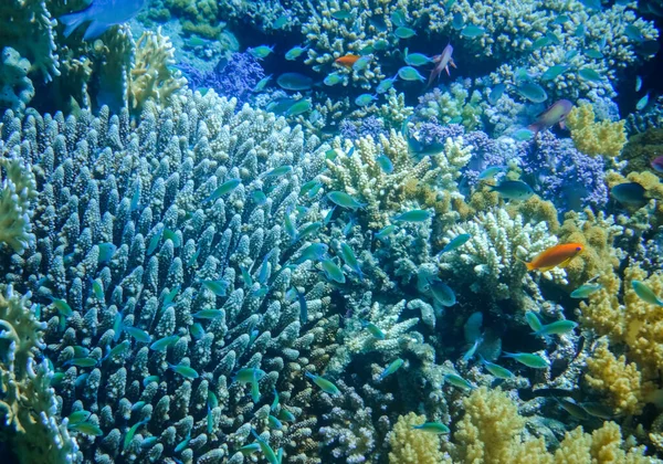蓝珊瑚和蓝鱼在珊瑚礁的红海细节视图 — 图库照片
