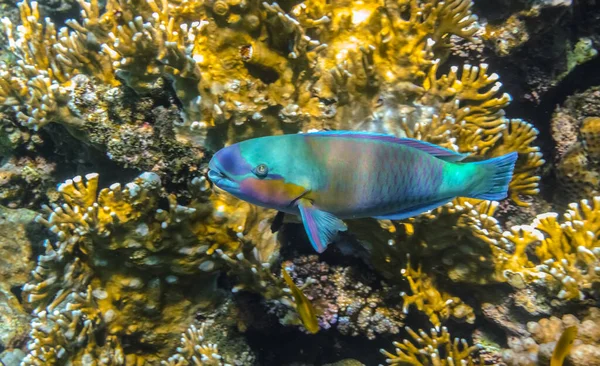 Прекрасные Красочные Рыбки Попугаи Парящие Над Желтыми Кораллами Египте — стоковое фото