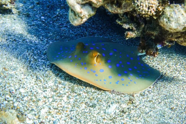 Blue Spotted Ribbontail Ray Hiding Corals Seabed Diving Egypt — Stock Photo, Image