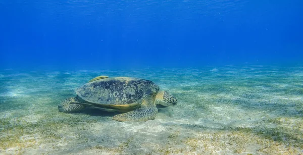 Tartaruga Marinha Verde Comer Seagrass Fundo Mar Águas Azuis Profundas — Fotografia de Stock