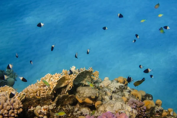 在埃及度假期间 不同种类的小鱼在清澈的蓝水中飞越珊瑚 — 图库照片