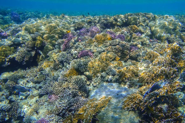 在一个色彩艳丽的珊瑚礁中潜水 海水清澈 海水清澈 海水清澈 海水清澈 海水清澈 — 图库照片