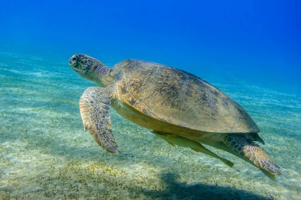amazing green sea turtle hovering in clear blue sea water and green seagrass at the seabed in egypt