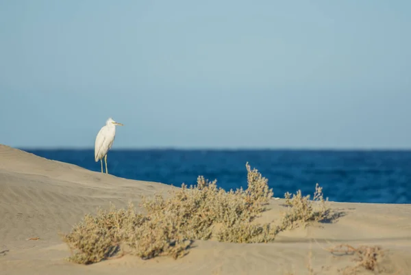 Única Torre Branca Praia Areia Mar Azul Egito — Fotografia de Stock