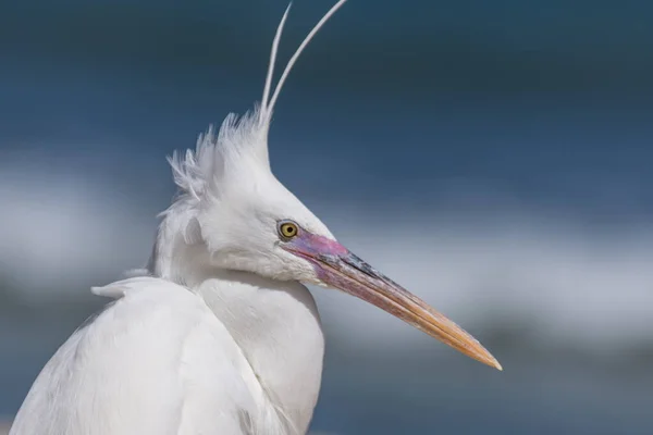 Bílý Útes Egret Stojící Pláži Mořem Pozadí Detail Pohled — Stock fotografie