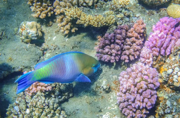 Удивительные Красочные Рыбки Попугаи Парящие Над Сиренью Кораллов Дне Моря — стоковое фото