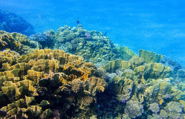 amazing different colorful corals with fishes in clear water in the red sea marsa alam egypt