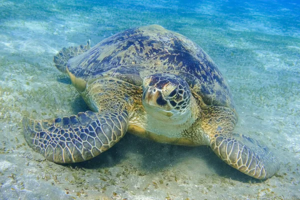 Hämmästyttävä Vihreä Merikilpikonna Lähellä Merenpohjaa Sukelluksen Aikana Egyptissä — kuvapankkivalokuva