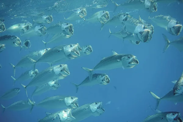 Veel Grote Mond Makreel Vissen Zwemmen Dicht Met Open Mond — Stockfoto