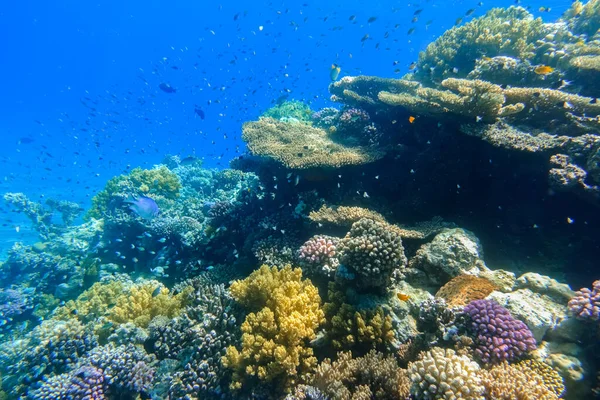 上千条鱼在蓝色海水中五彩斑斓的珊瑚礁度假时在埃及 — 图库照片