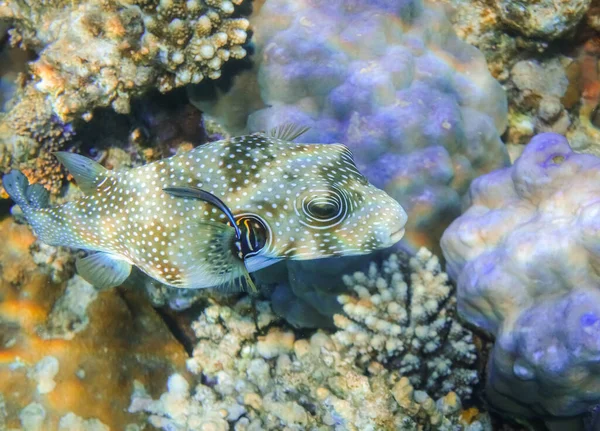 White Spotted Puffer Fish Hovering Blue Corals Red Sea — Stock Photo, Image