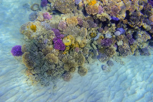Niesamowite Okrągłe Kolorowe Koralowce Dnie Morza Czerwonym Morzu Marsa Alam — Zdjęcie stockowe