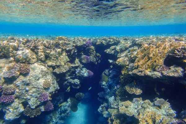 在深蓝色海水中的彩色珊瑚礁之间的峡谷 — 图库照片