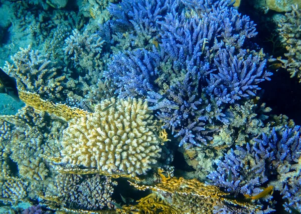 在红海埃及珊瑚礁处令人惊奇的蓝色脆弱的珊瑚 — 图库照片