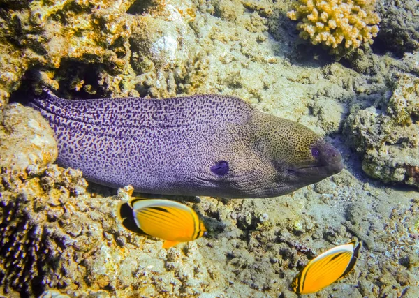 Giant Moray Corals Seabed Other Fishes Red Sea Egypt — Stock Photo, Image