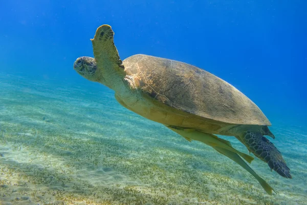 amazing green sea turtle hovering in clear blue sea water in marsa alam egypt